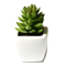 BOTANIQA ACTIVE LINE